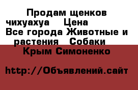 Продам щенков чихуахуа  › Цена ­ 10 000 - Все города Животные и растения » Собаки   . Крым,Симоненко